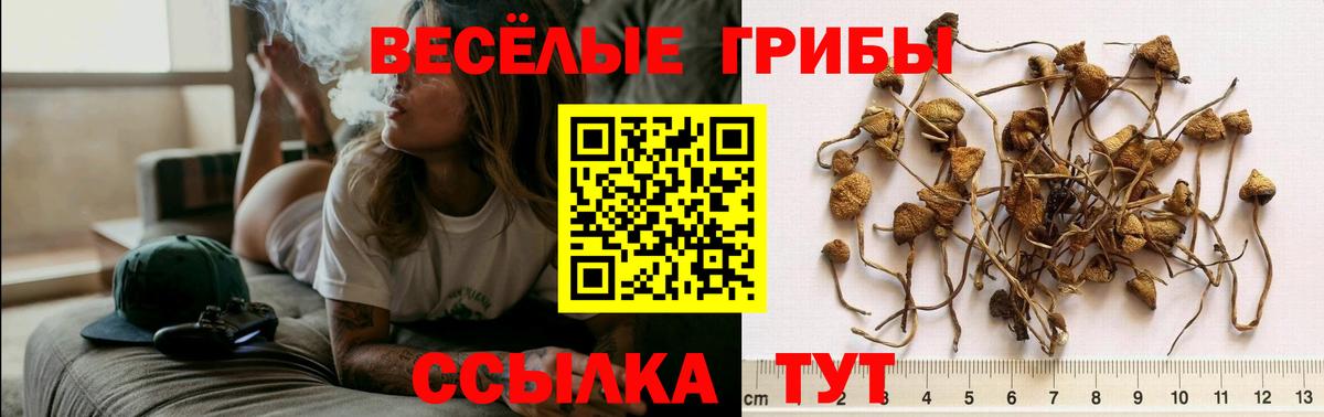 Псилоцибиновые грибы Psilocybine cubensis  Галлюциногенные грибы Cubensis  Большой Камень  Вход с VPN 